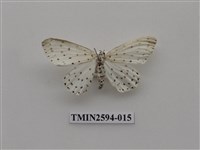 藏品(尺蛾107)的圖片